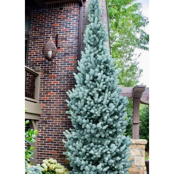 Molid Argintiu Super Blue Seedling, Picea Pungens, ghiveci 9L,H 80-90 cm