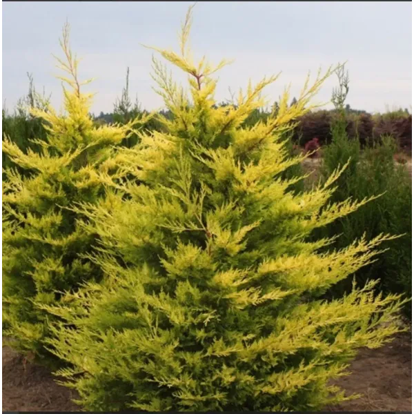 Chiparos leyland galben (Cupressocyparis leylandii Gold rider) 300-350cm