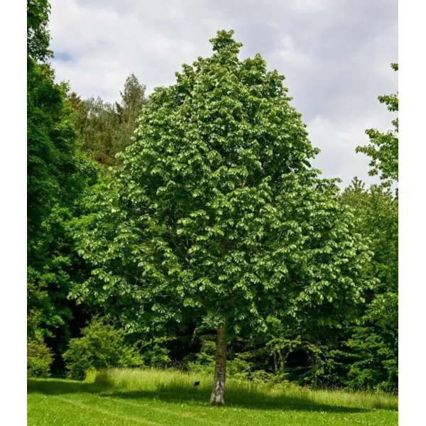 Tei Argintiu, Tilia Tomentosa, ghiveci 18L, H 250-300 cm, circumferinta 8-10 cm