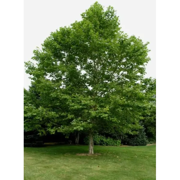 Platan Englezesc, Platanus Acerifolia,, H 4/6 m, circumferinta 10-12 cm