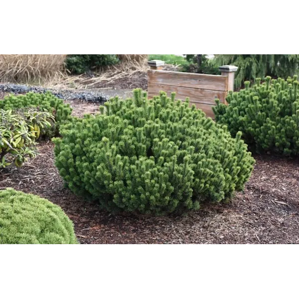 Pinus mugo Marie Bregon - Pin Marie Bregon