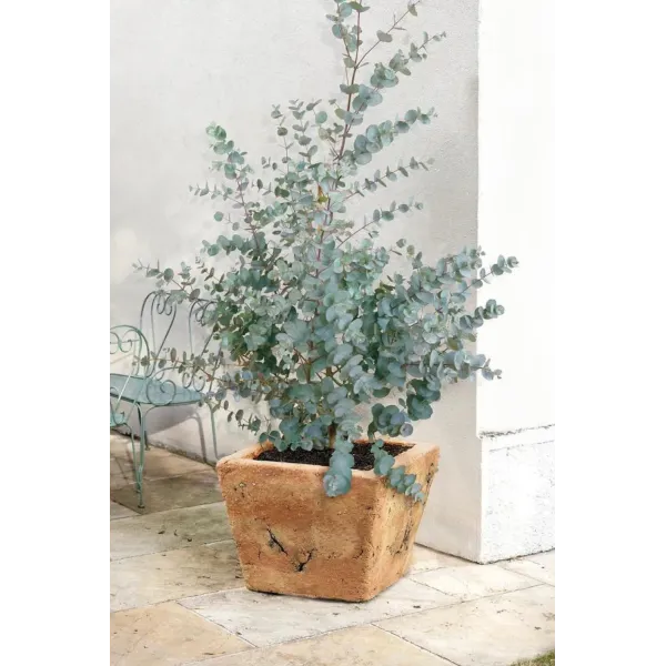 Eucalipt - Eucalyptus gunnii Azura