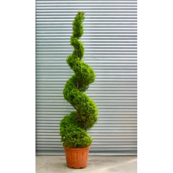 Chiparos Leylandii  Gold Rider, cu forma spirala 200-250 cm