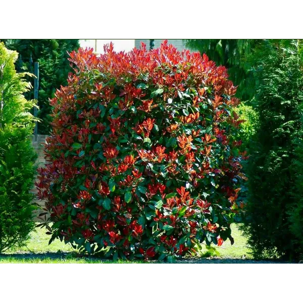 Photinia Fraseri Red-Robin Tip Glob,Ghiveci 45l