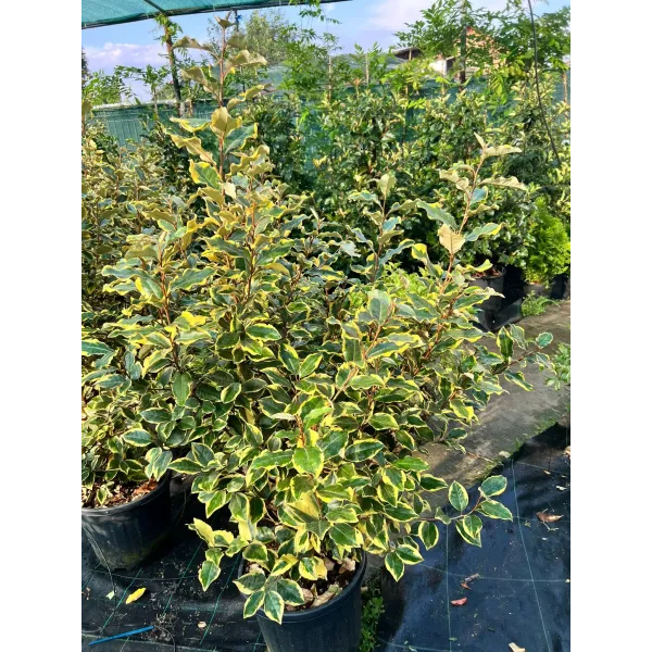 Elaeagnus ebbingei Gold- Măslin rusesc,ghiveci 15L,100-120 cm