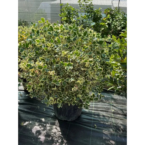Ilex Aguifolium Argentea Marginata Tip Glob,Ghiveci 45L