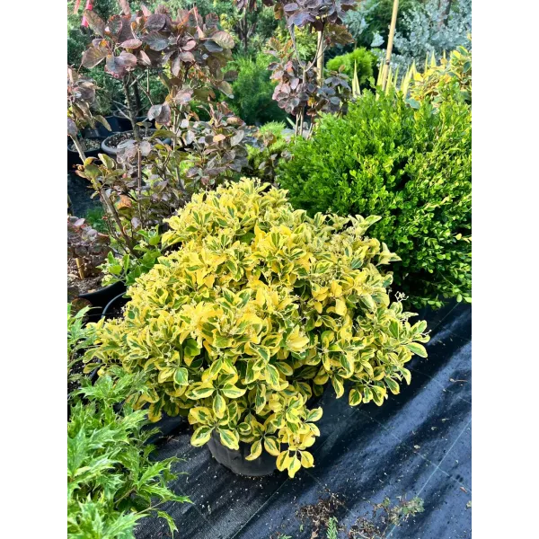 Euonymus Japonicus Aurea Tip Glob,Ghiveci 30l
